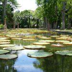 Sir Seewoosagur Ramgoolam Botanical Gardens