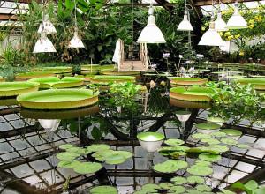 The Botanical Garden, Saint Petersburg