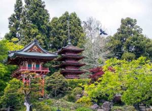 Japanese Tea Garden, San Francisco